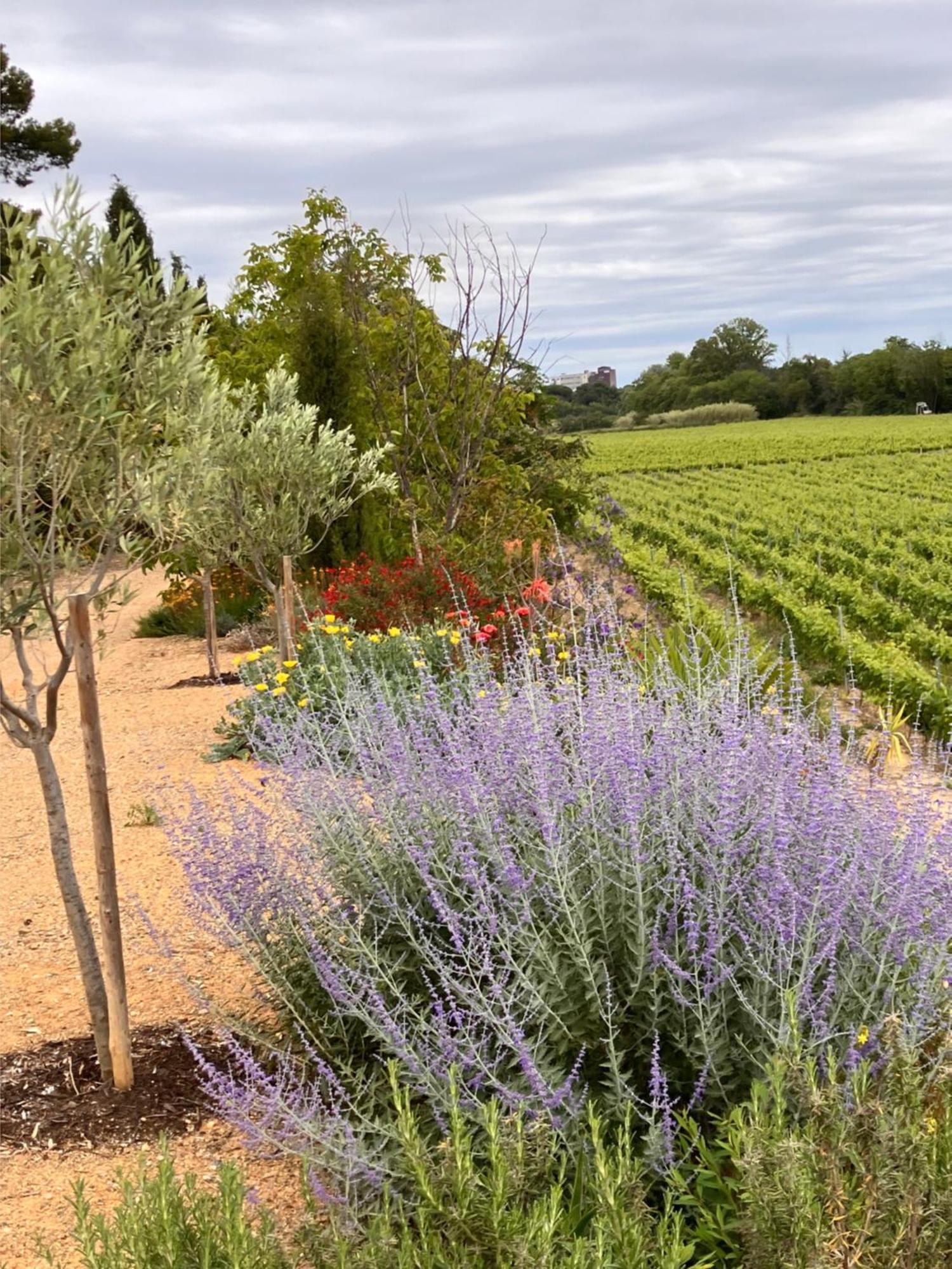 Domaine De L'Herbe Sainte Mirepeisset Exterior photo